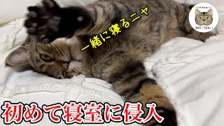 元野良猫が一緒に寝ないと怒ったり悲しんだりして甘える姿が可愛すぎた