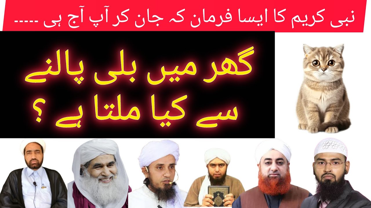 What Does Islam Say About The Most Popular Pet Cat? | Lesser Known Facts About Cats