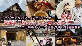 愛媛県‼︎わんちゃんツアー1日目・ドッグラン＆カフェ フォルトゥナとホテルルナパーク 別邸 やすらぎ・道後温泉〜