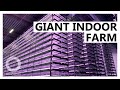 Giant Vertical Indoor Hydroponic Farm to Start Production
