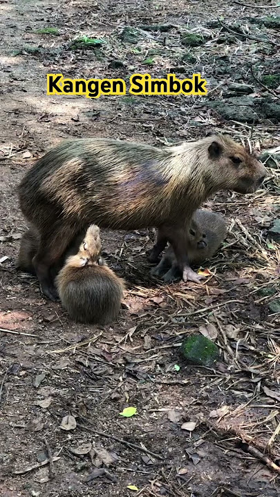 Ibu, Simbok, Mama, Biyung, Enyak, Umi, Semeh, Pisu, #tentangibu  #ibu  #capibara