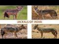 Jackals of India 🇮🇳 | Mammals | Indian Animals