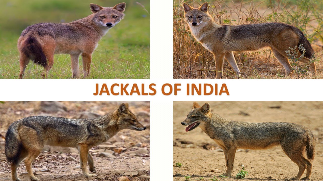 Jackals of India 🇮🇳 Mammals Indian Animals YouTube