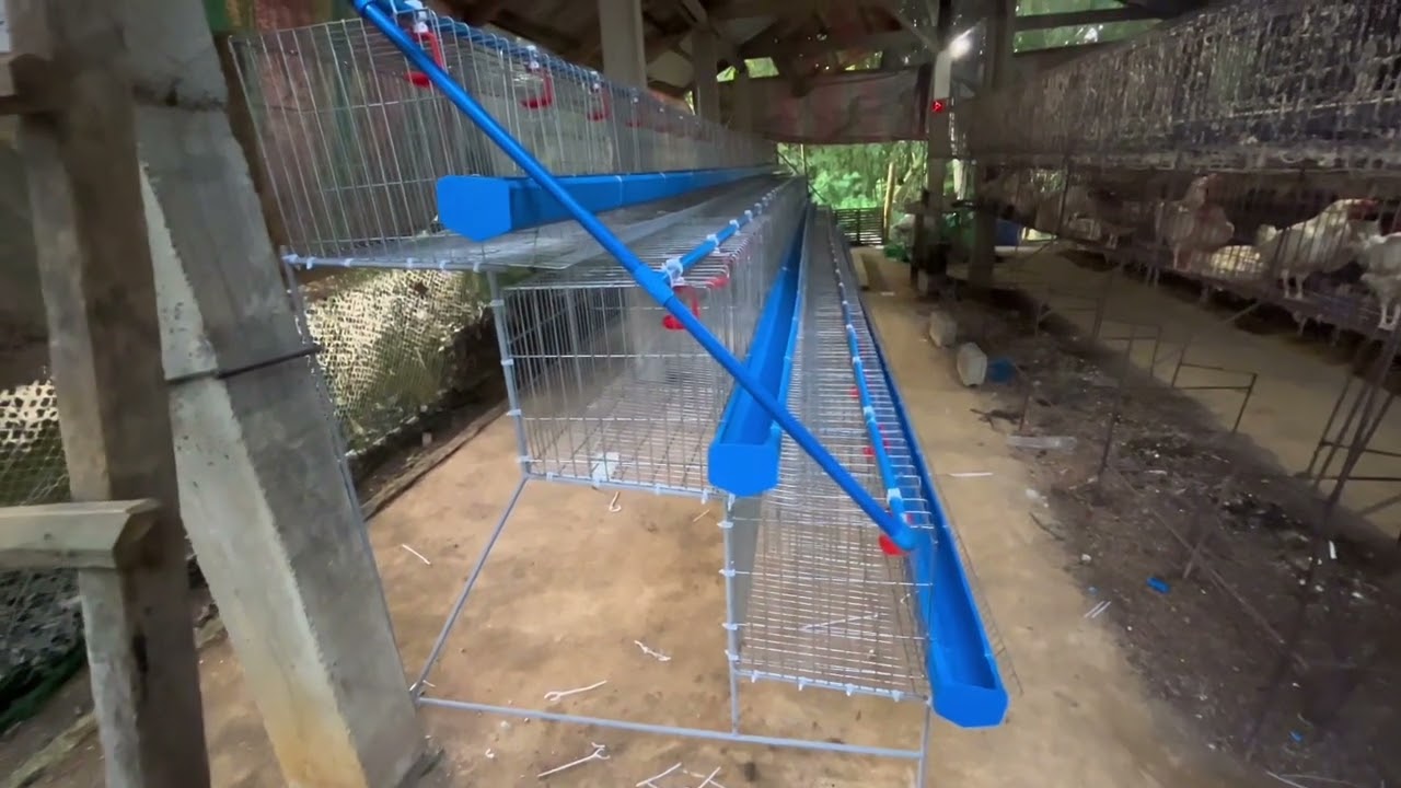 Installation of new layer cages/layer chicken nalang kulang