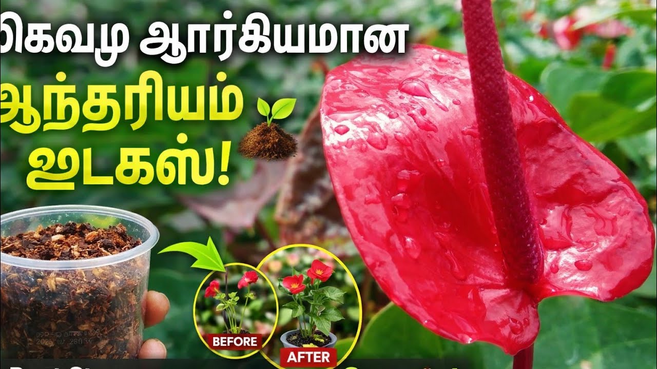 சிறந்த..ஆரோக்கியமான ஊடகங்களில் மற்றும் வெற்றி பெறும்.🥰💛