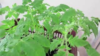 Наиболее частые причины от которых желтеют листья рассады томатов в этом видео