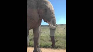 Another elephant at Addo