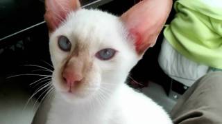 Siamese kitten cat cinnamon point (Alaska, 4 months old).