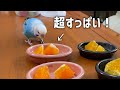 超すっぱいミカンを食べたインコの反応