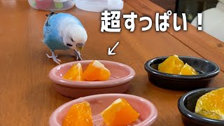 超すっぱいミカンを食べた時のインコの反応