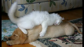 🐈 Коты верхом на собаках! 🐕 Смешное видео с кошками, котятами и собаками! 🐱