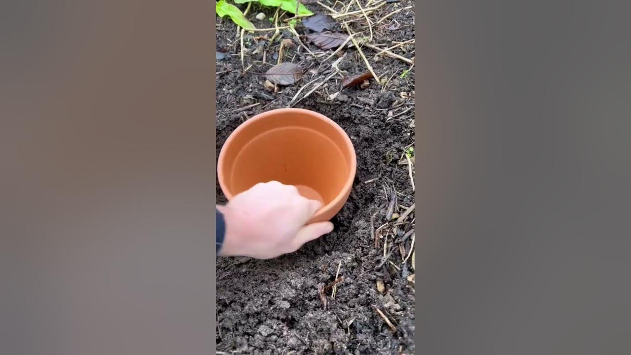 Oyas : ces jarres enterrées irriguent directement les plantes, les  économies d'eau sont conséquentes 