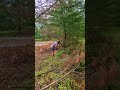 a simple way to clean pine branches with a sharp machete #shorts