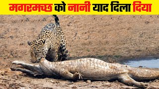 मगरमच्छ की भी जान के दुश्मन हैं ये जानवर | 7 Animals That Could Defeat A Crocodile
