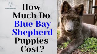 How Much Do Blue Bay Shepherd  Puppies Cost?#dog #germanshepherd #shorts #bluebayshepherd by Anything German Shepherd 3,441 views 7 months ago 47 seconds