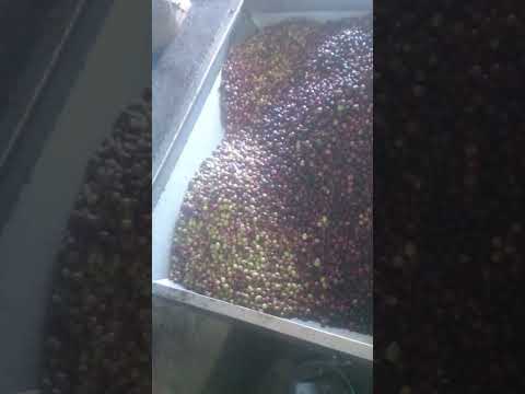 احسن زيتون عطى 20 فالقنطار تازة