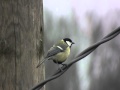 Great Tit / Mésange Charbonnière qui chante