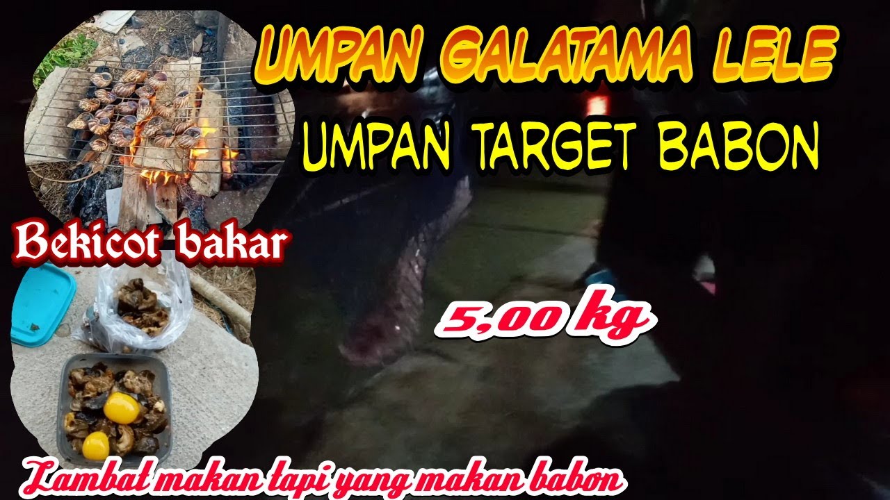 Umpan target babon/indukan Galatama lele pakai ini bekicot bakar