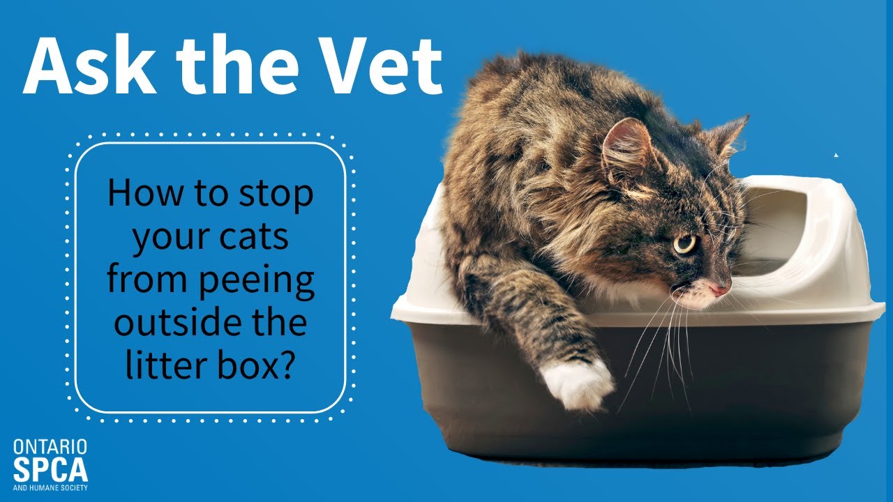 cat not peeing after vet visit