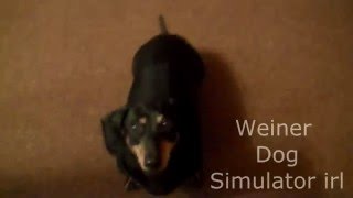 Dachshund Simulator IRL screenshot 5