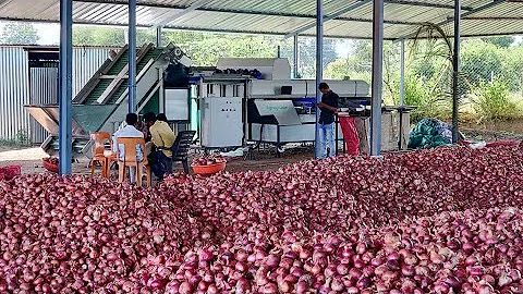 AI powered Smart Onion Grading Sorting Machine