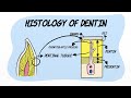 Histology of dentin