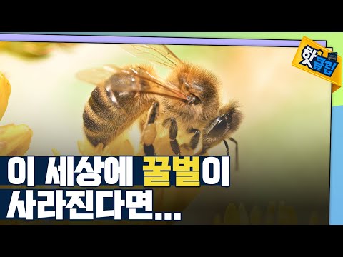 [핫클립] 꿀벌이 사라지면 생기는 일 / YTN 사이언스