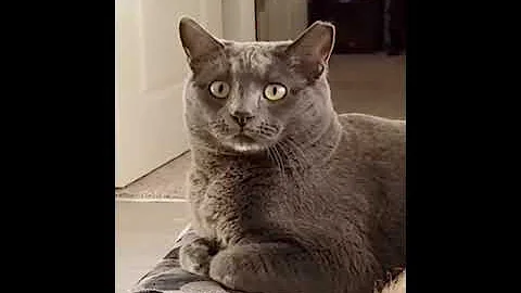 Watch the video about Funniest Cats 😹 Baby Cats - Cute and Funny Cat Videos Compilation 😂 - Funny Cats Life #shorts