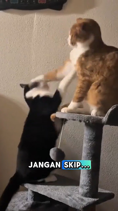 Tahan Ketawa Kalau Bisa! Kucing-Kucing Ini Lucunya 😹🔥 #kucing #lucu #feed #shorts #fyp