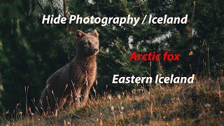 Hide Photography Iceland : Mother With 4 Teenage Cubs - Late August 2023