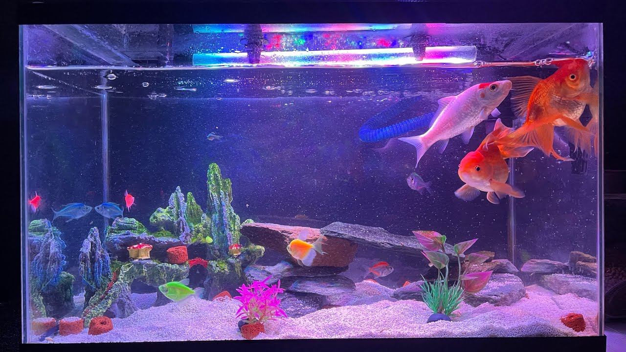 Aquarium cleaning and fish feeding. YouTube