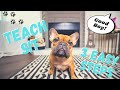 How To Teaching Your Dog To Sit In 3 Easy Steps