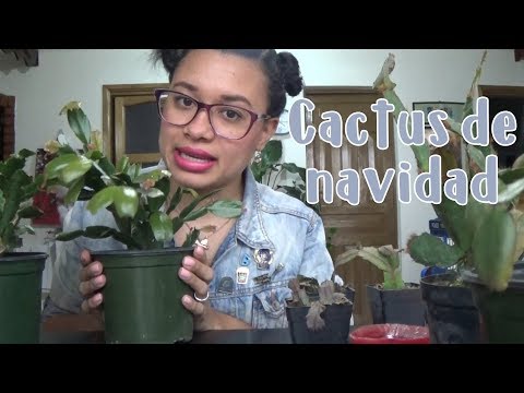 Video: Resistencia al frío en cactus navideños: tratamiento de cactus navideños expuestos al frío