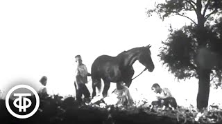 Здравствуйте, лошадь. Документальный фильм (1968)