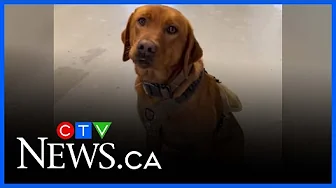 Barrie police add search and rescue dog to service