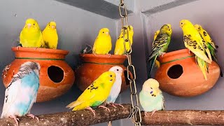 Budgies Singing Playing and Flying | Budgerigar Birds