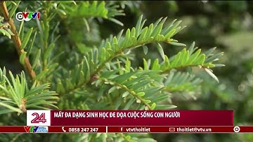 Mất đa dạng sinh học đe dọa cuộc sống con người | VTVWDB