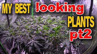 HOW I GROW SUPER HEALTHY PLANTS WITH optigrowx480