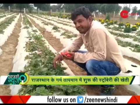 वीडियो: परिपक्वता द्वारा स्ट्रॉबेरी किस्मों का वर्गीकरण