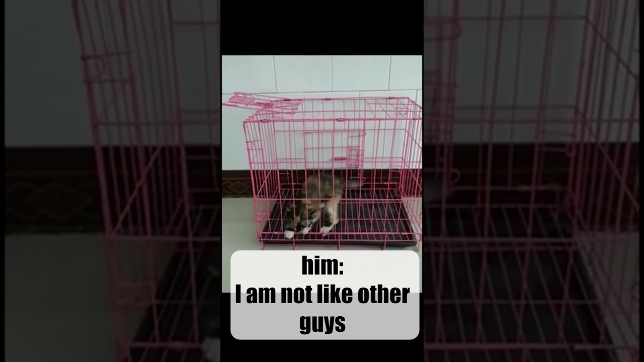 Default Cat Behavior Catvideo Funnycat Cutecat
