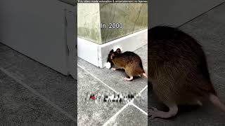 China’s New Rat Hole Solution 😳🐭