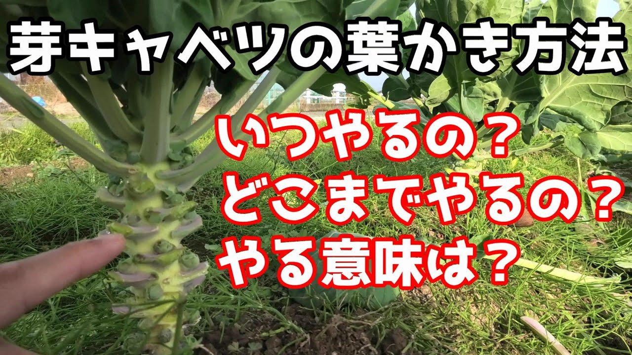 芽キャベツの葉かき作業 家庭菜園 Youtube