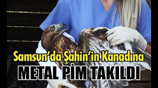 Samsunda Şahinin Kanadına Metal Pim Takıldı