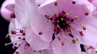 Time lapse de l'éclosion de fleurs /  Beautiful blooming flower time lapse video screenshot 2