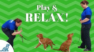 Teach Your Puppy To Relax After Playing