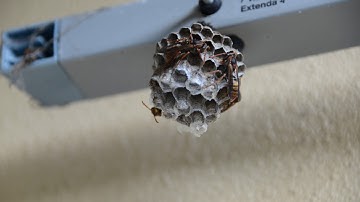 Wasp Timelapse
