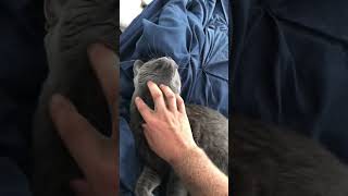 Lazy Russian blue cat wants more chin rubs! 🙀 #shorts