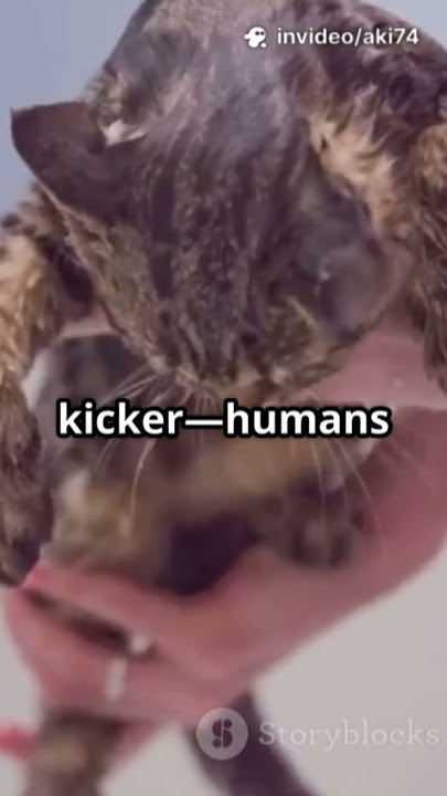 Why don't you know that? #cats #petcare #catlovers #petinfections