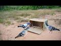 Creative DIY Pigeon Bird Tapping Using Box - How To Make A Bird Trap Work 100%