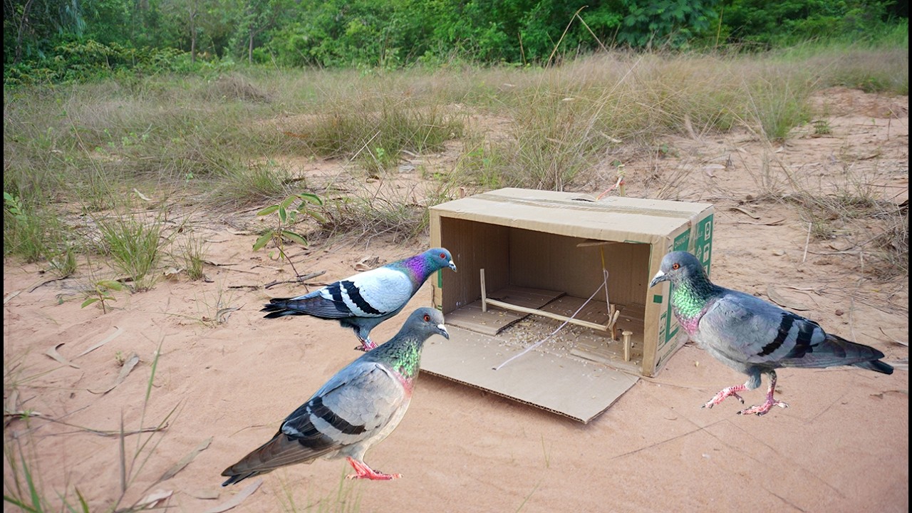 Creative DIY Pigeon Bird Tapping Using Box - How To Make A Bird Trap Work 100%